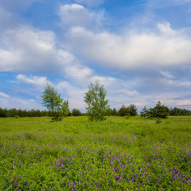 Deciduous forest and meadow covered with green grass and flowers in the afternoon on a background of white clouds on a blue sky. Spring season. Panoramic landscape. Web banner. Ukraine. Europe.