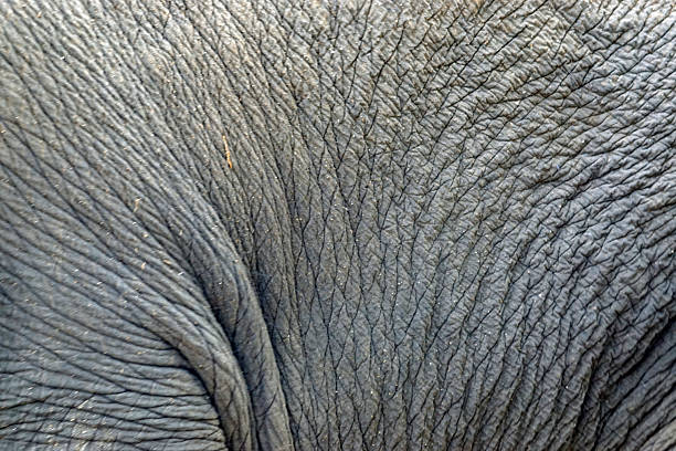 istock elephants at the river in pinawala 2210841520