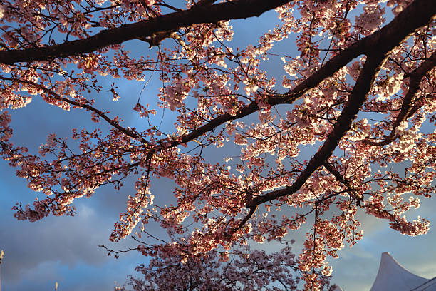Delicate cherry blossom branches stretch across the frame, glowing with warm golden hour light as dark clouds loom in the background. Captured near Berlin’s Oberbaum Bridge, this image contrasts the ephemeral beauty of pink sakura with the moody sky, highlighting the poetic tension between serenity and drama in spring’s fleeting bloom.
