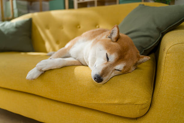 Adorable Shiba Inu dog sleeping on a comfortable yellow sofa in a cozy home environment