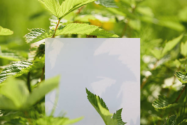 istock Blank white card nestled among green leaves with soft shadows in sunlight 2210843443