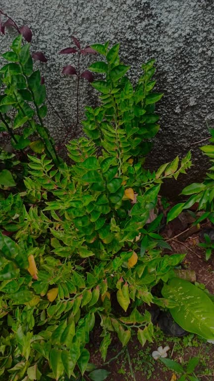 Euphorbia tithymaloides