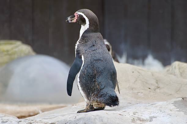 Humboldt Penguin standing on the edge of basin, spheniscus humboldti, in black and white