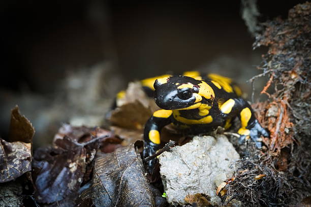istock Salamandra salamandra aka fire salamander in his habitat in springtime. 2210846207