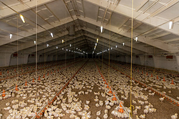 istock small chickens in down and feathers during cultivation at a poultry farm 2210846386