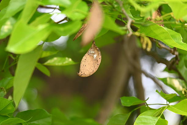 istock Millettia pinnata seed pod in tree. 2210846580
