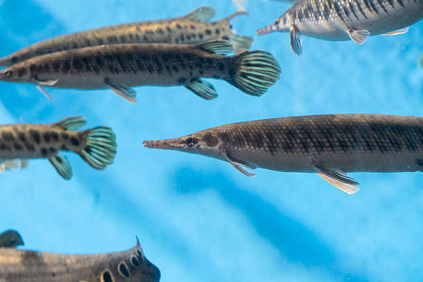 istock Alligator gar fish underwater close up macro 2210848177