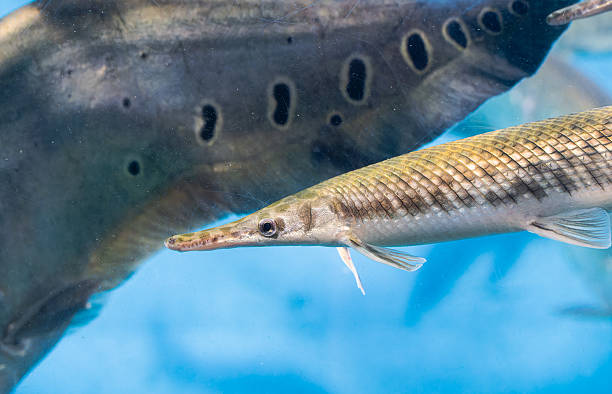 istock Alligator gar fish underwater close up macro 2210848192