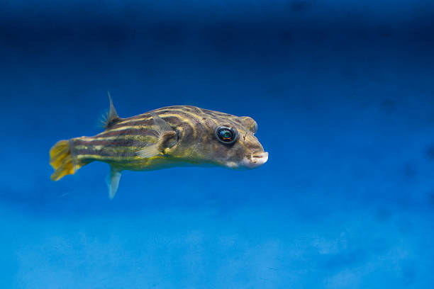 istock Pufferfish in the aquarium 2210848221