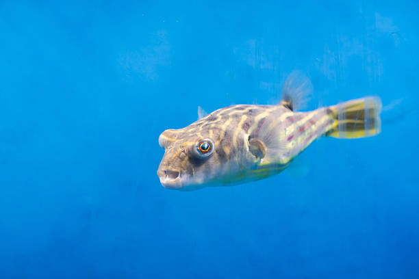 Dried preserved prickly blowfish decoration on blue surface