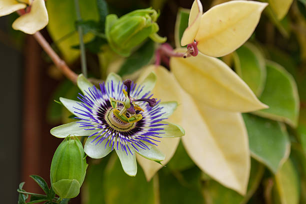 istock Close-up of a purple, clock-like Passiflora caerulea in bloom 2210848687