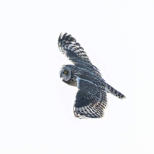 istock Short-eared owl (Asio flammeus) in flight against white clouds 2210852787