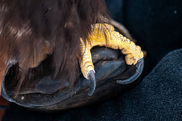 istock Claws of birds of prey 2210854012