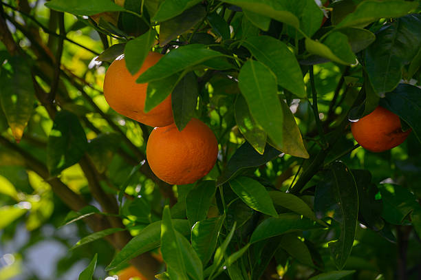 istock Vibrant oranges hanging from lush green branches in a sunlit grove, signaling a bountiful harvest in the early afternoon 2210855372