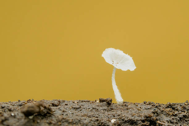 Beautiful fungus on the ground with orange background
