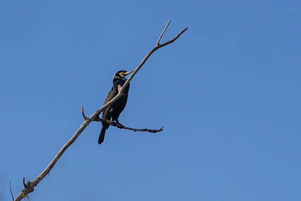 istock Great Cormorant Perched on Branch 2210856327