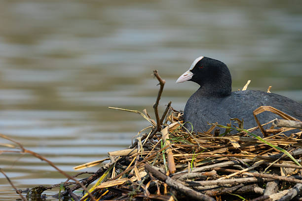 istock Eurasian Coot (Common Coot) Nesting on Calm Lake 2210856562
