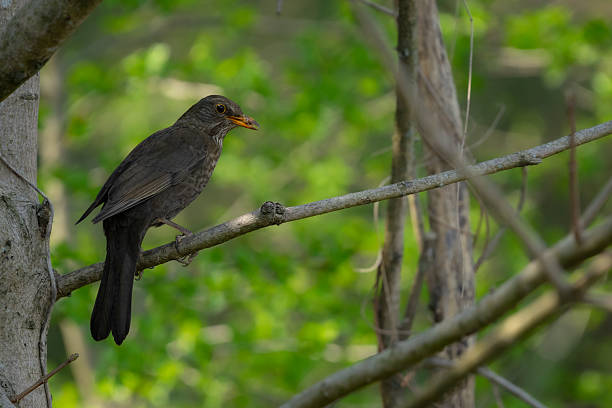 istock Common Blackbird (Turdus merula) on a Tree Branch with Green Background 2210856646