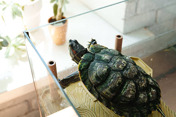 istock Turtle basking by the window in a cozy indoor environment during daytime 2210858012