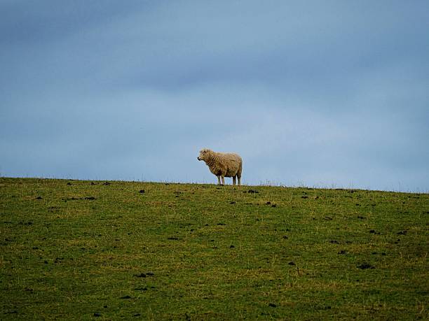 One single lone isolated sheep standing on green grass meadow pasture farm hill with cloudy blue background, typical nature landscape in Otago South Island New Zealand