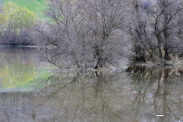 Spring flood at the river Gaula in the Leinoera nature reserve, the large plantation of sea buckthorn in Norway. Trees reflecting in the water.