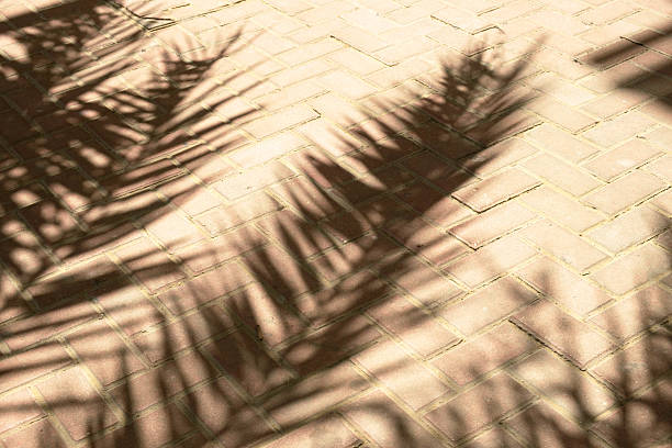 istock Shadow of Palm Leaves on Brick Pavement in Sunlight 2210861811