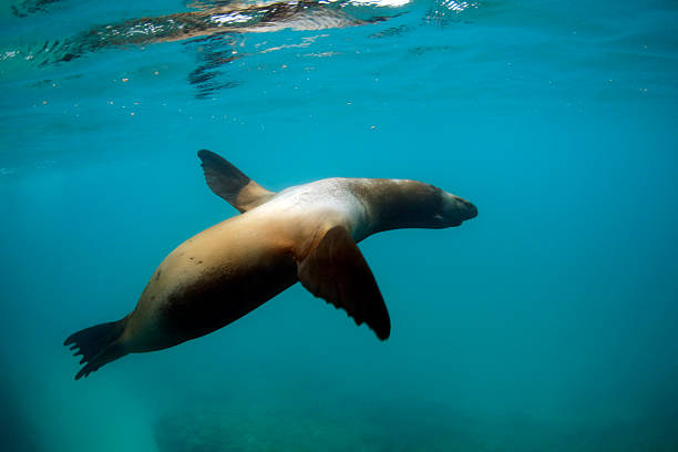 istock Galapagos Sea Lion 2210861868