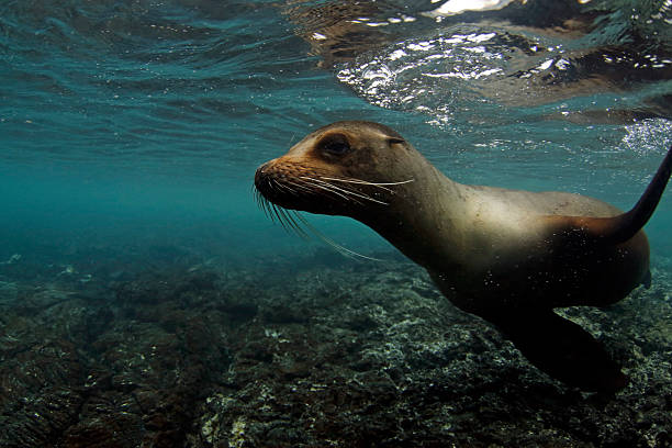 istock Galapagos Sea Lion 2210861874