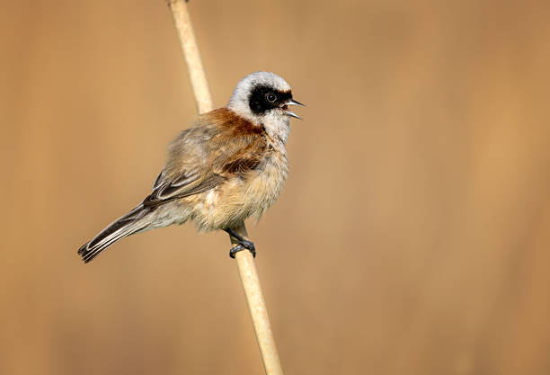 istock Penduline tit ( Rmiz pendulinus ) - male 2210862398