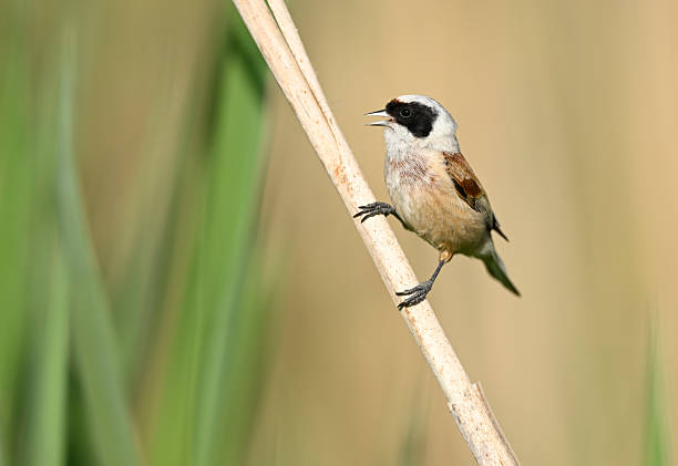 istock Penduline tit ( Rmiz pendulinus ) - male 2210862506