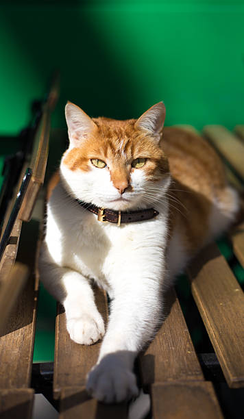 Paris, France: Orange and White Cat Looking at Camera, Green Wall