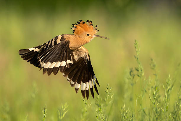 istock Eurasian hoopoe bird close up ( Upupa epops ) 2210863930