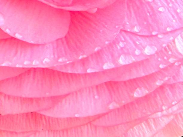 Close-up of a gentle rose-hued flower petal adorned with glistening water droplets, captured in soft, diffused natural light. The image emphasizes the fragile beauty and intricate texture of the petal, evoking a sense of freshness, purity, and tranquility. Ideal for themes related to nature, serenity, floral details, beauty, and macro photography.