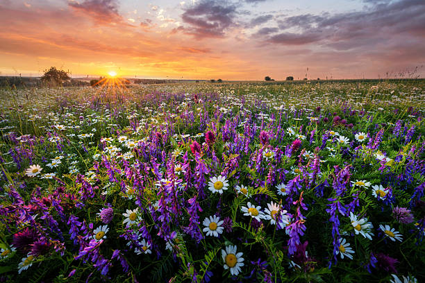 istock Beautiful summer sunrise over wild flowers meadow 2210864714