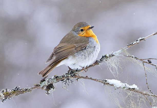 istock European robin (erithacus rubecula) in snowfall sitting on a branch in early spring. 2210865212