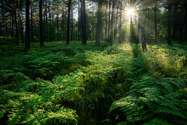 istock Beautiful sunny morning in the green forest 2210865309