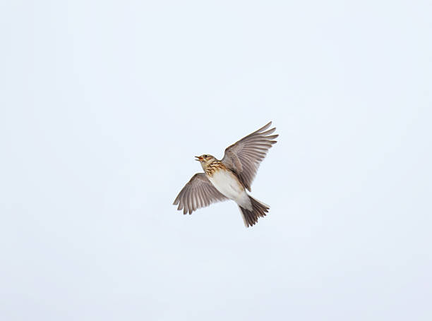 istock Eurasian skylark (Alauda arvensis) flying and singing in spring. 2210865833