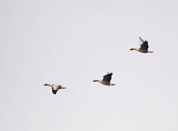 istock A flock of Pink-footed geese (anser brachyrhynchus) flying in spring. 2210865893