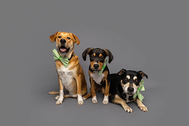 istock Three Dogs in Green Bow Ties on Gray Studio Background 2210866146