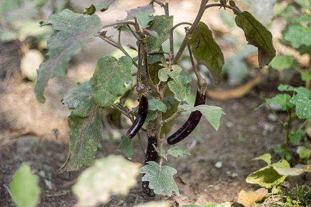 istock A single eggplant has many eggplants growing on it, and the background behind it is blurred. 2210866185