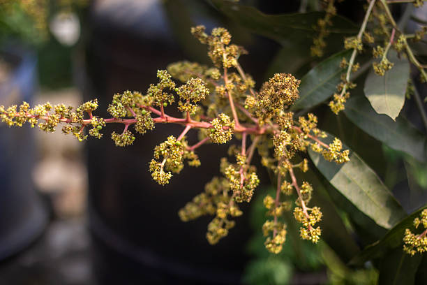 istock Some Mango bud flower on a tree branch, green leaves, and a blurred background 2210866212