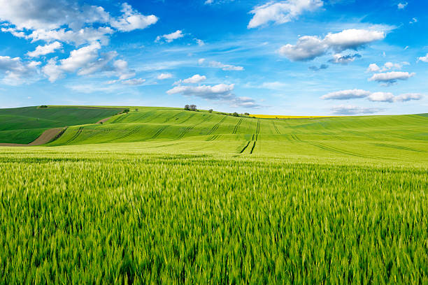 istock Beautiful summer day over green fields against blue cloudy sky 2210866530