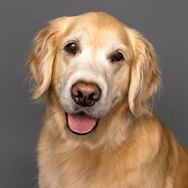 istock Golden Retriever Smiling in Studio Portrait 2210866606