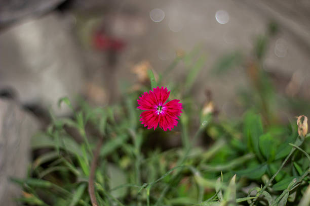 One red rose flower on a tree branch, green leaves, and a blurred background