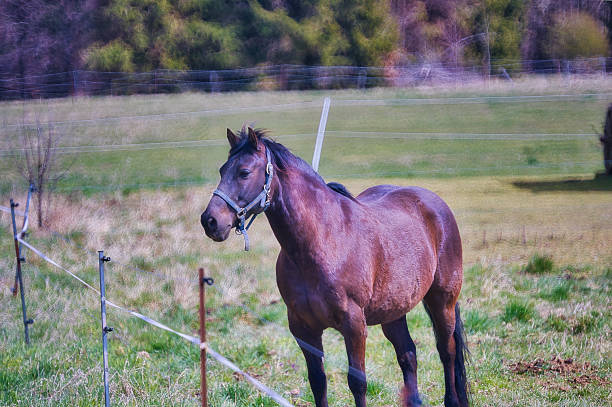 istock Riding horses in the Thuringian Forest 2210867874
