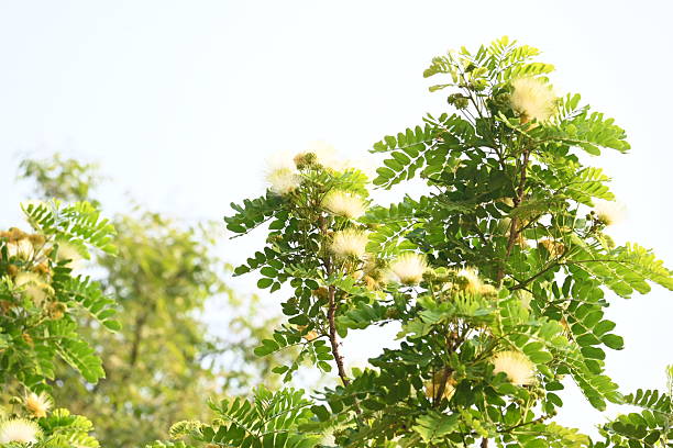 Albizia lebbeck flowers. Its Common names shirisha tree, siris, Indian siris, East Indian walnut, Broome raintree, lebbeck, lebbek tree, frywood, flea tree and woman's tongue tree.
