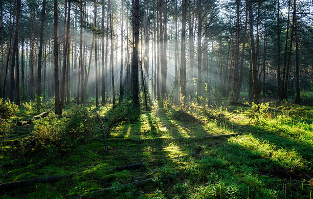 istock Beautiful sunny morning in the green forest 2210868592