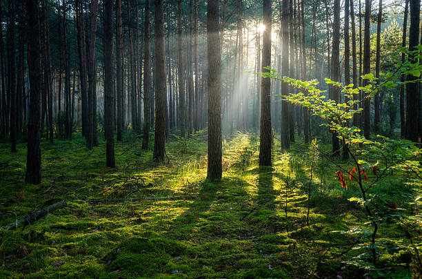 istock Beautiful sunny morning in the green forest 2210868593