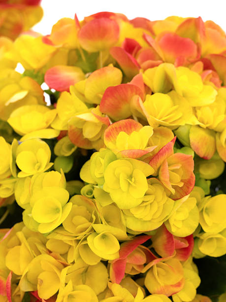 istock Potted begonia in full bloom 2210870894