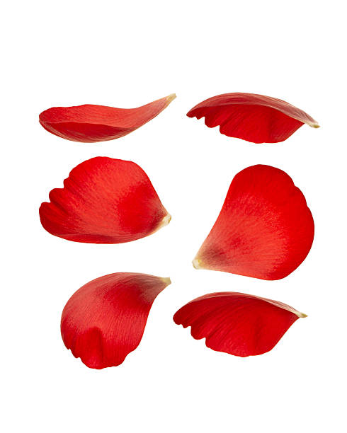 istock Red petals isolated on white background 2210871336